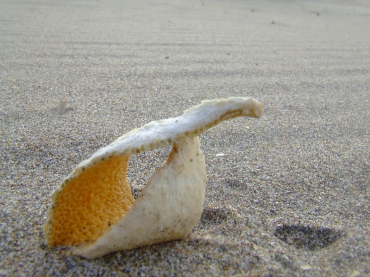 Tomada en la playa de Mónsul (Parque Natural Cabo de Gata - Níjar)